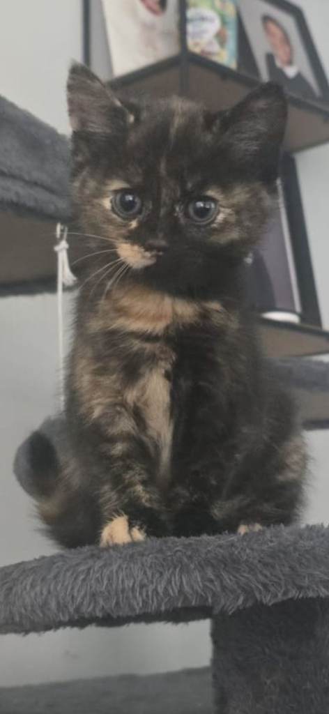  🐾 Beautiful Kittens Looking for Their Forever Homes 🐾