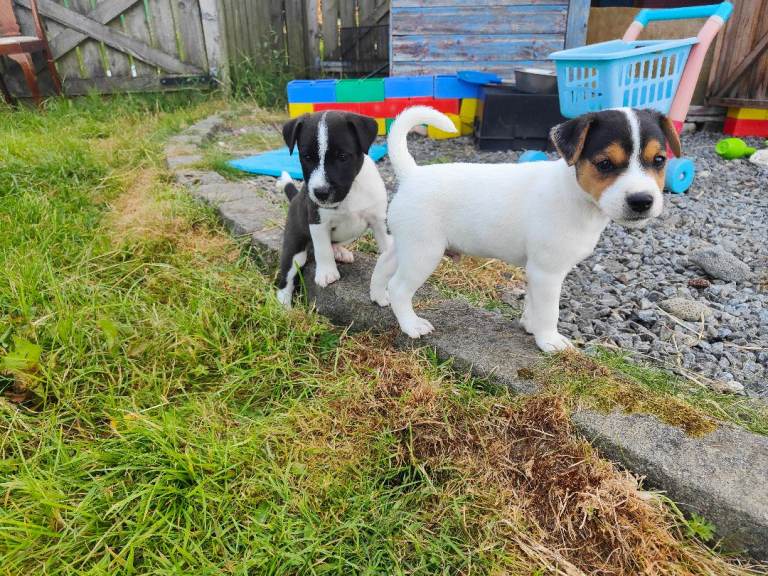 Patterjack Puppies 