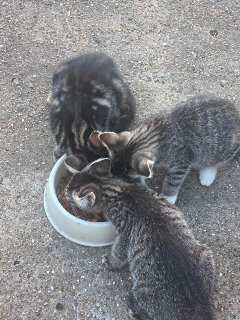 Kittens 