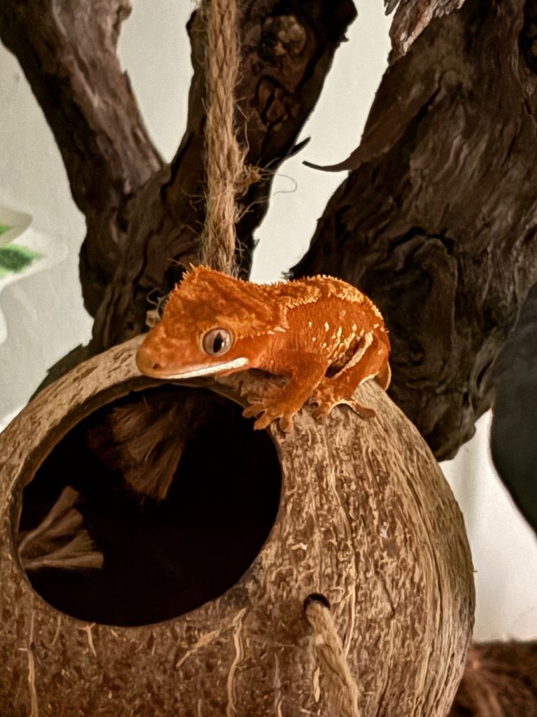 Red Crested Gecko & full set up