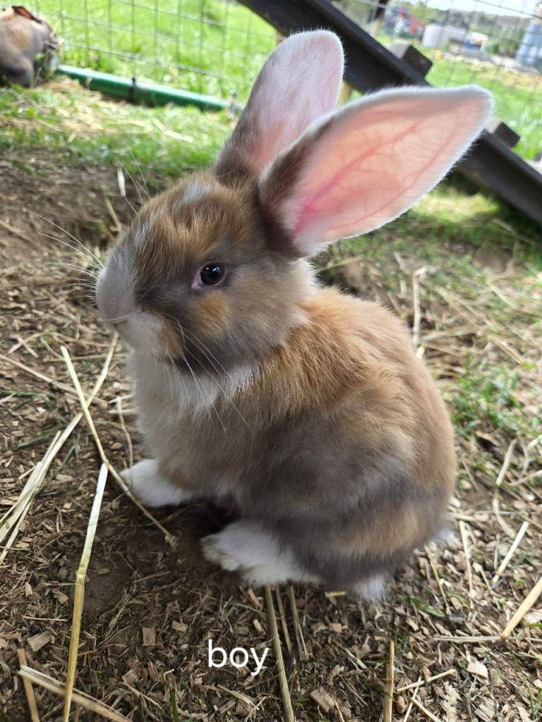 Giant continental X french lops 