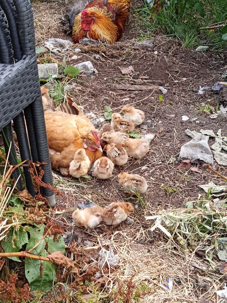 Only half left!  Hybrid chicks for sale - LARGE FOWL