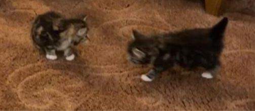 Cat and her two Kitten