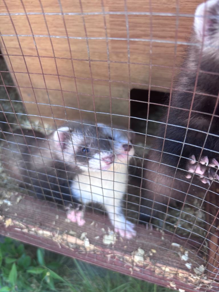 Ferrets for sale Doncaster
