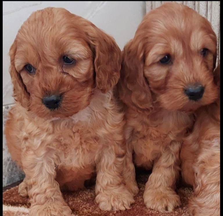 COCKAPOOS READY NOW
