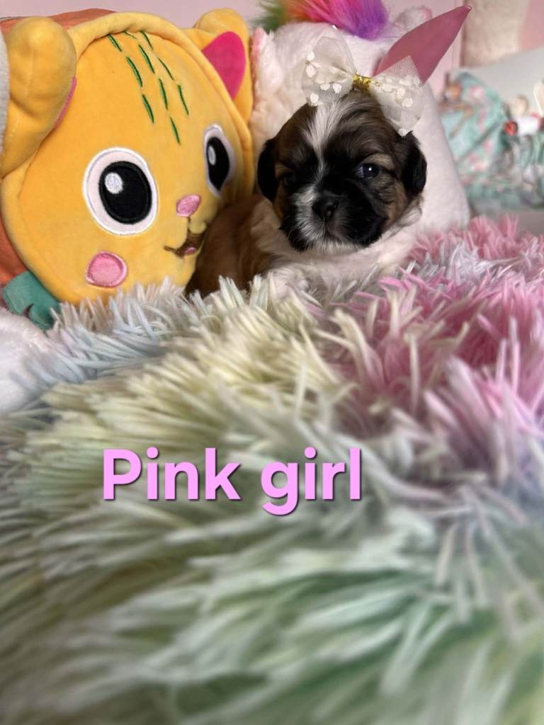 🥰🐾 Adorable Shih Tzu Puppies 🐾🥰 only two girls left