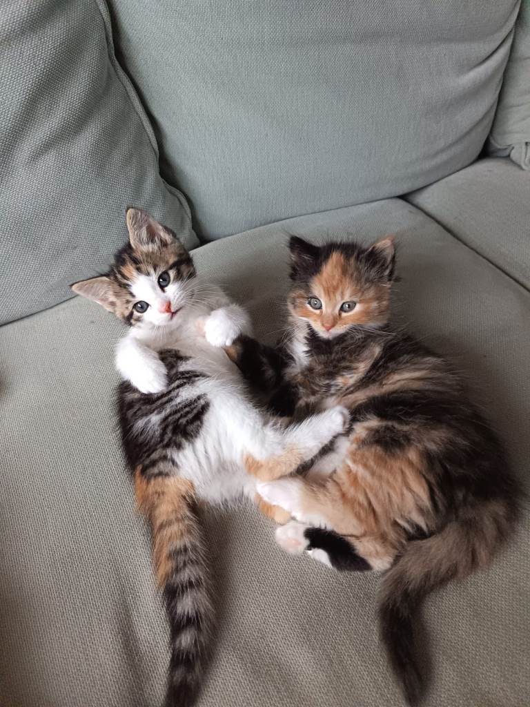 Cute kittens available soon