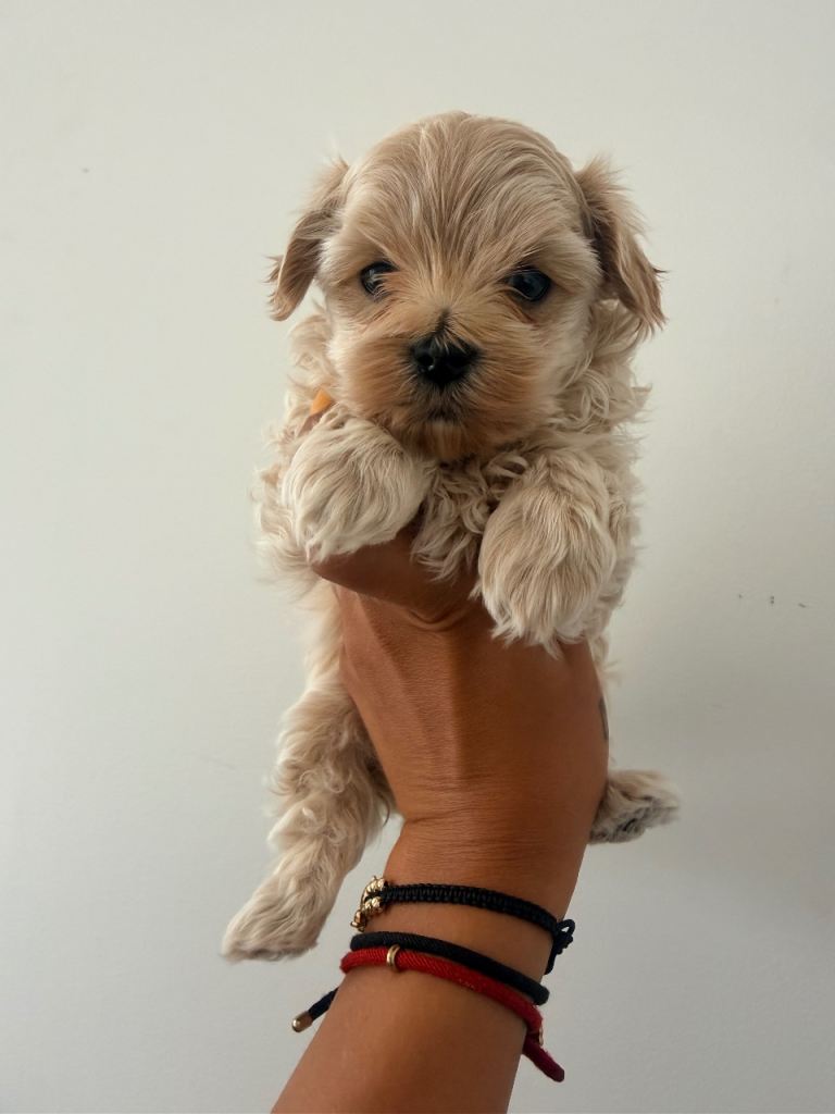 Maltipoo puppy’s for sale 