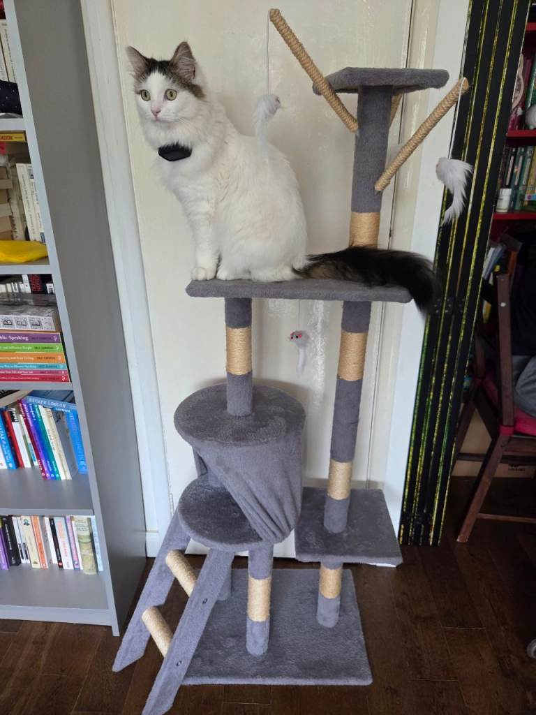Cat tree, used, for free
