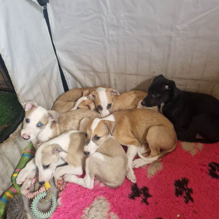 Lurcher puppies