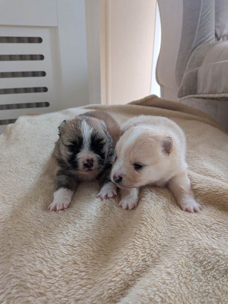 Two beautiful little boys left 