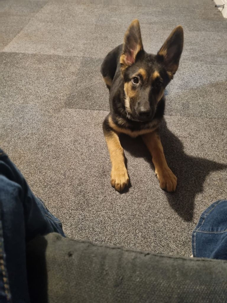 16 week old German shepherd 