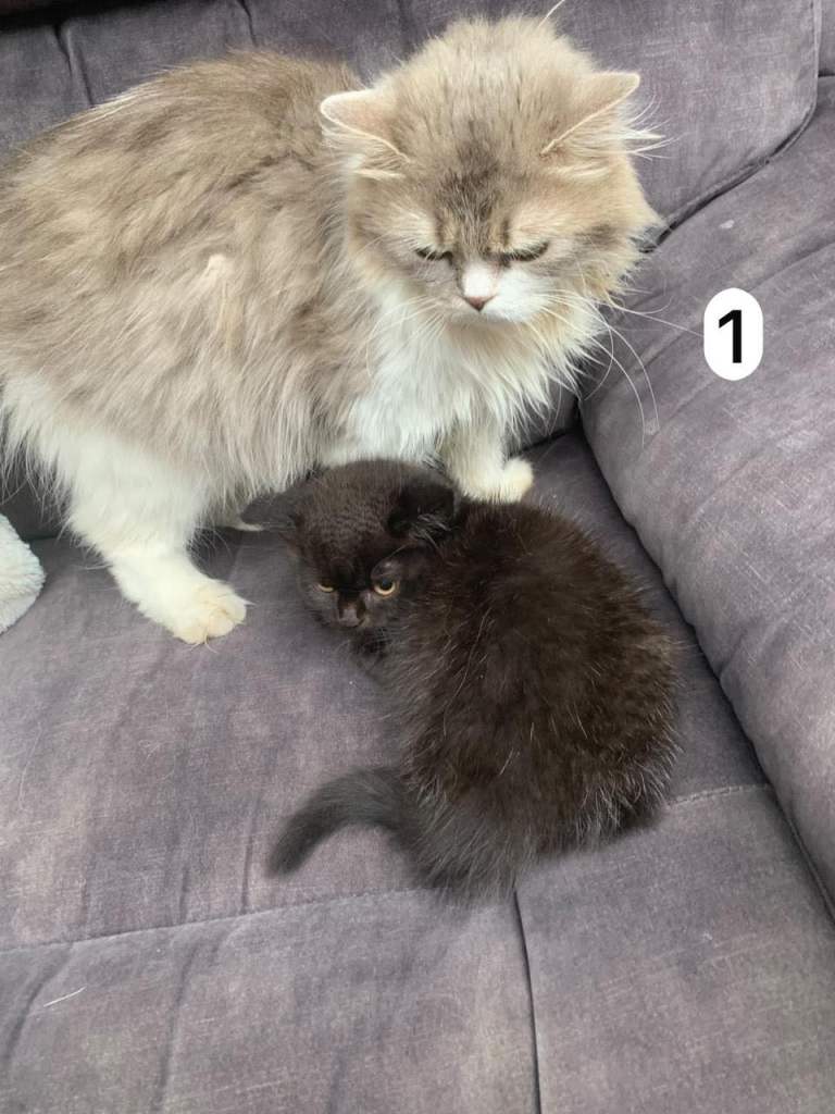 PICK UP TODAY! - 🌸 Friendly, social, and playful kittens looking for their forever homes! 🌸