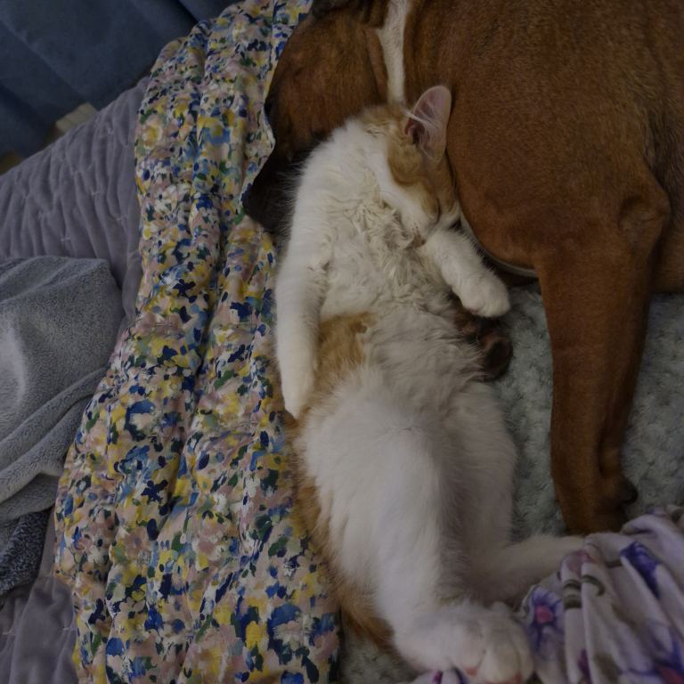 Male kitten ginger & white