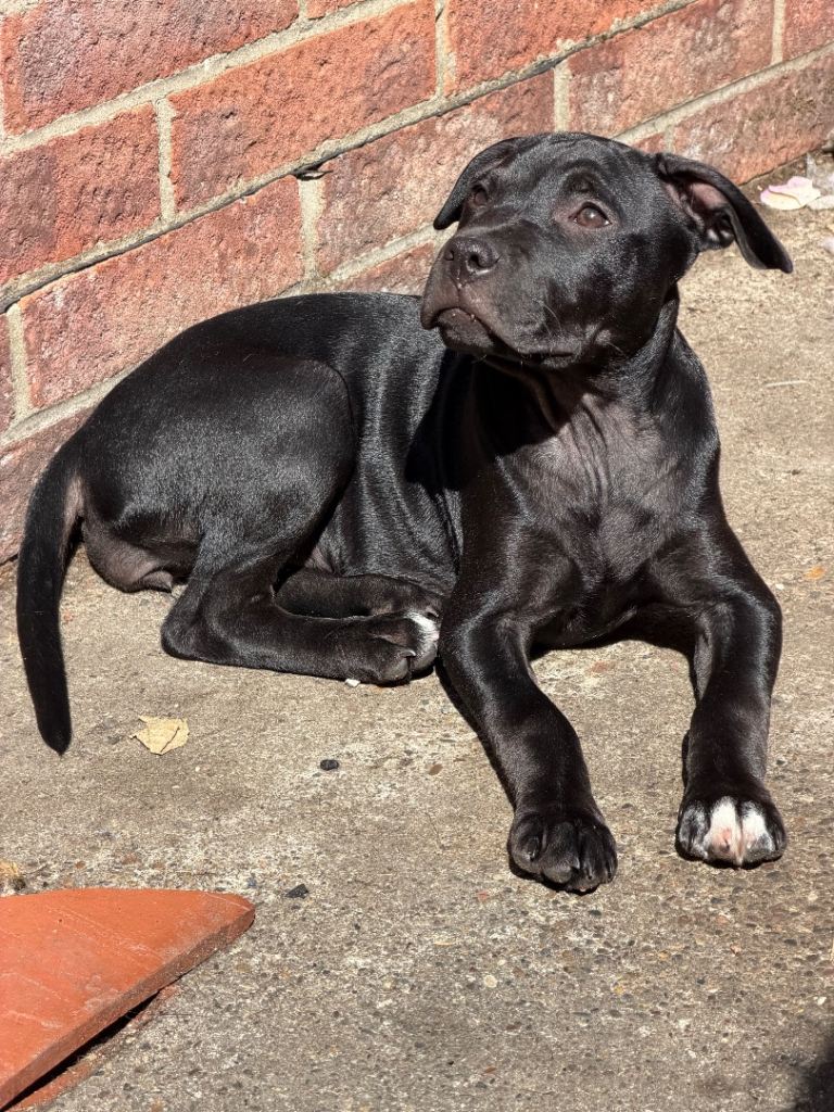 Staffy Puppy Female 