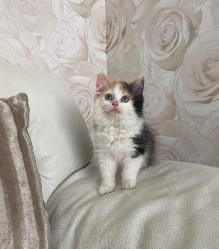 Two Long Haired Maine Coon / Ragdoll Cross Kittens females 