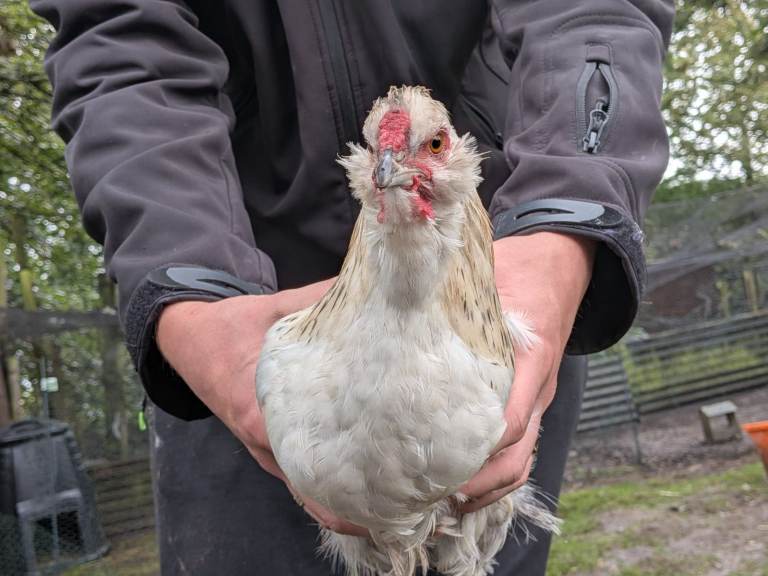 3 pekins cockerels for sale 