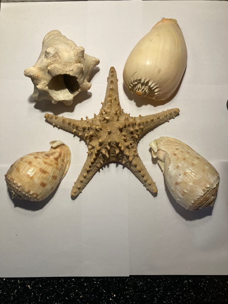 Large Star Fish and Shell’s