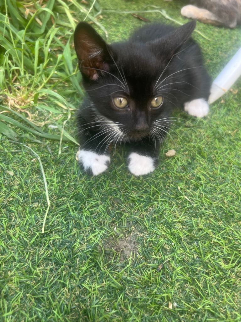 Baby boy kitten 