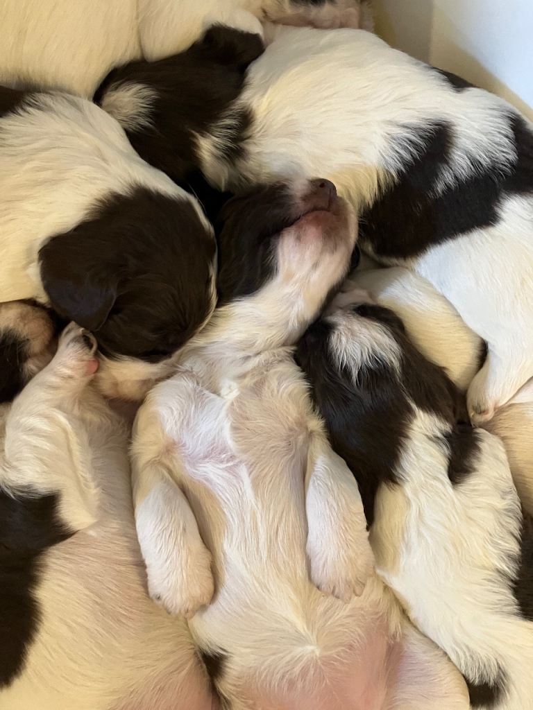 Sprollie/Springer Spaniel Puppies