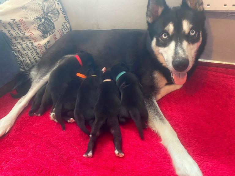 RARE! LAST BOY PRESKY PUP FOR SALE (SIBERIAN HUSKY x PRESA CANARIO) *REDUCED*