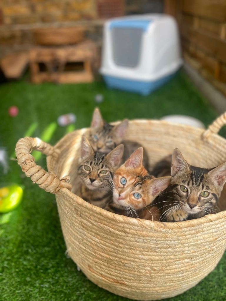 Beautiful Bengal x Maine coone kittens 