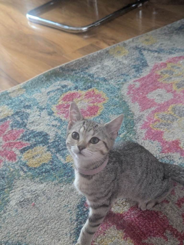 Tabby kittens