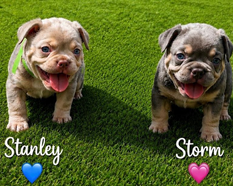 2  beautiful frenchie puppies ready for for ever home 