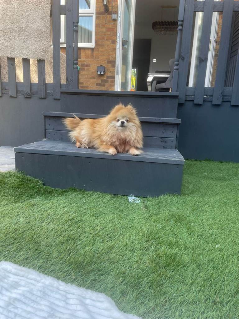 Pomeranian girl 