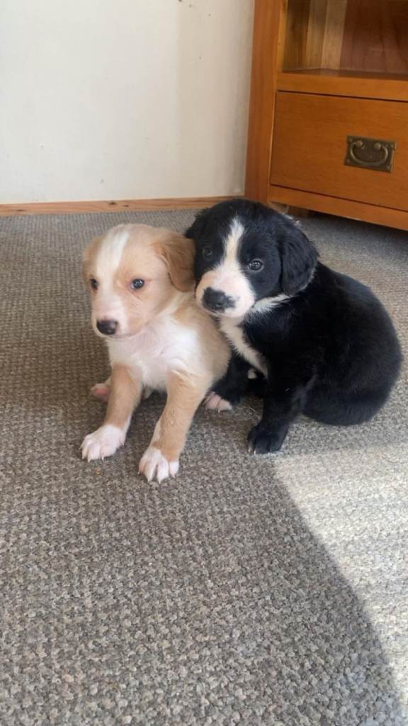 Puppies looking for loving home