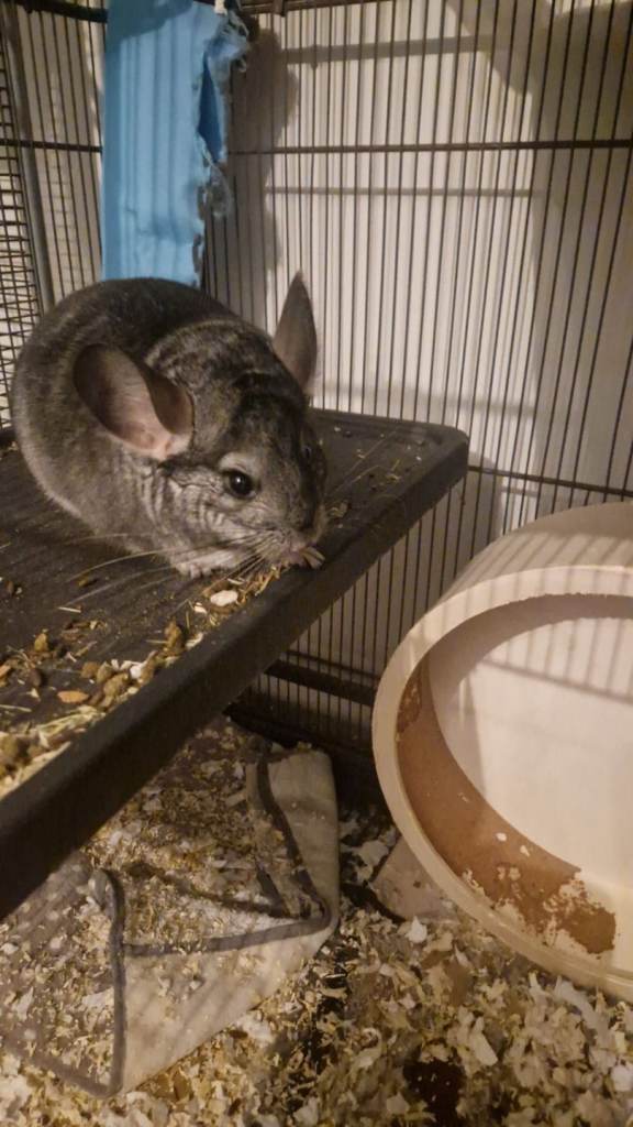 Chinchilla (male)