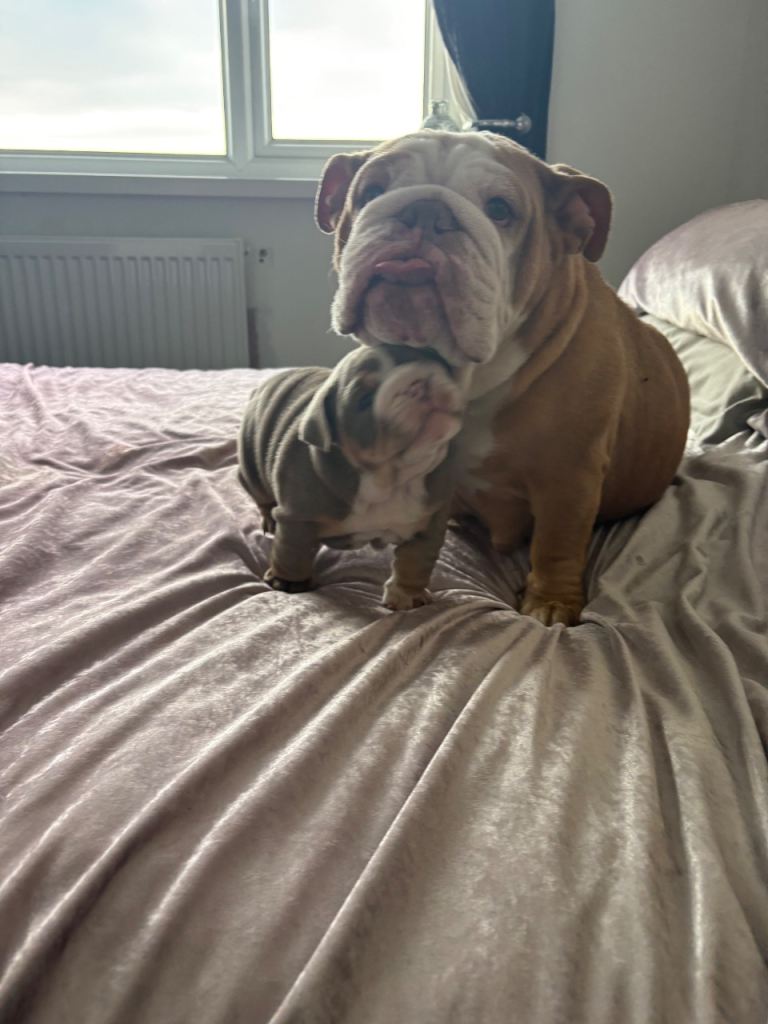 English bulldog puppy