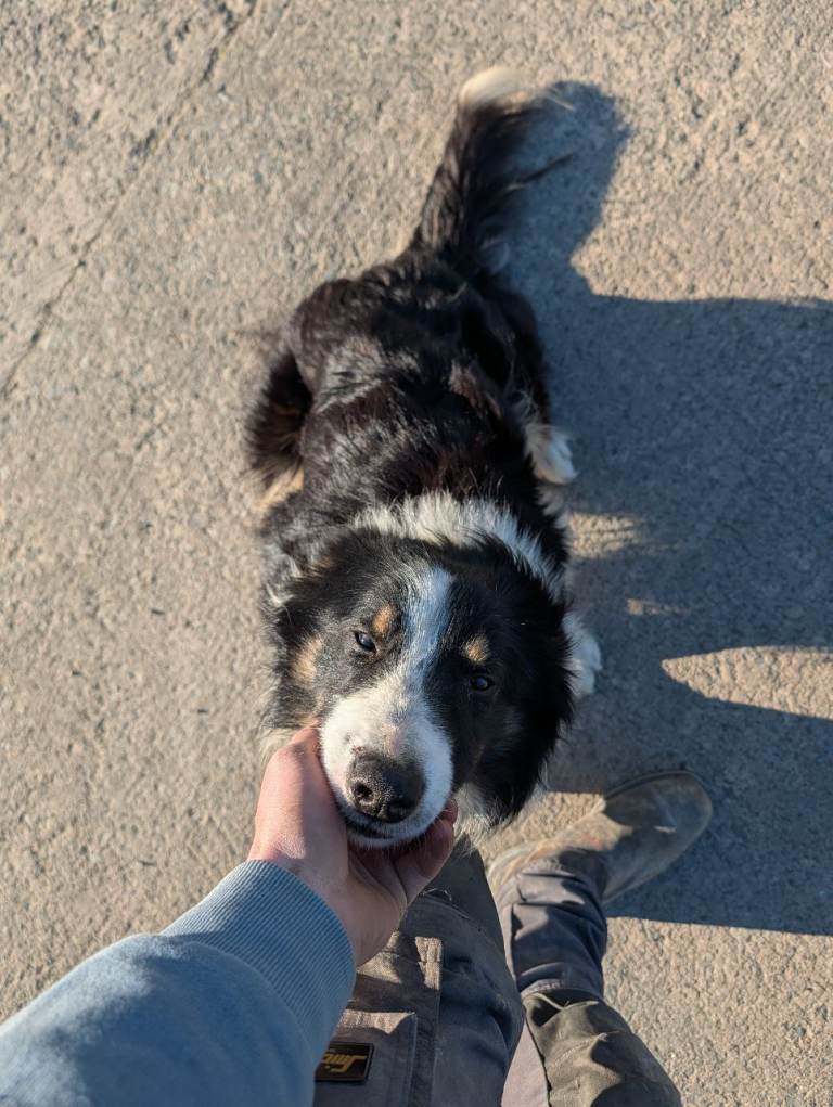 4 collie males 