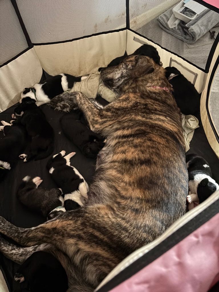 Puppies- border collie x golden retriever/Japanese Akita 