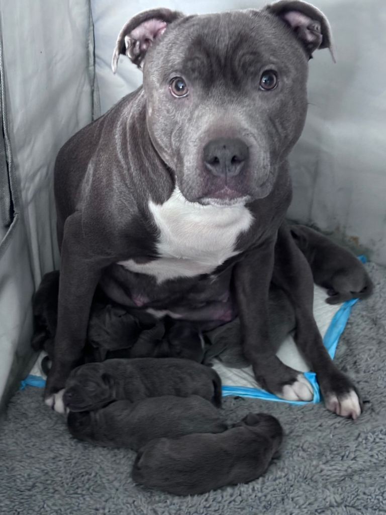 Beautiful Blue staffy pups 