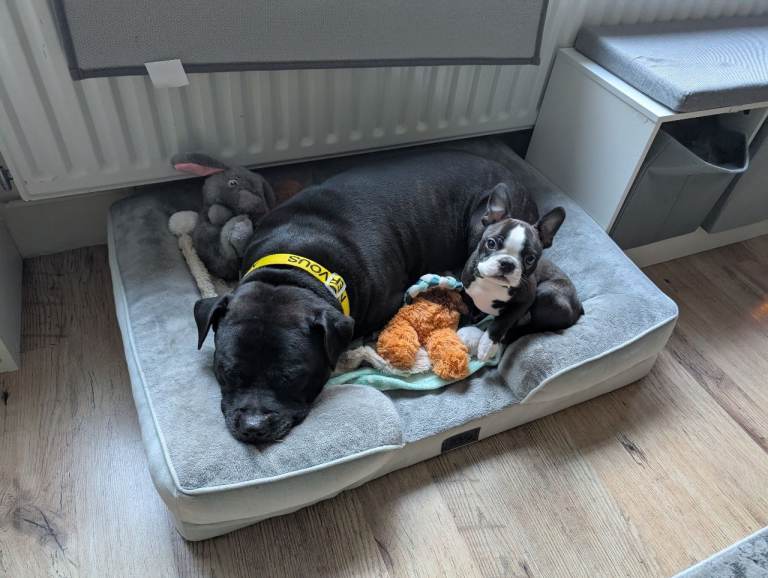 Gorgeous Male Staffie in need of a new loving home