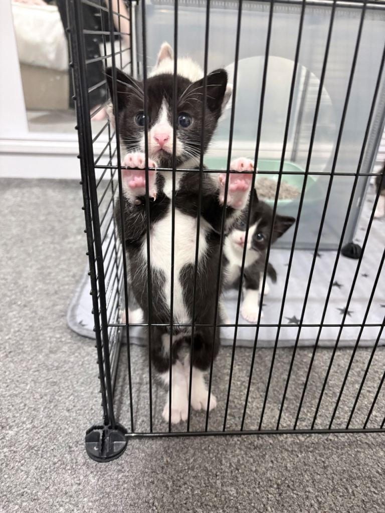 Black and white kitten 