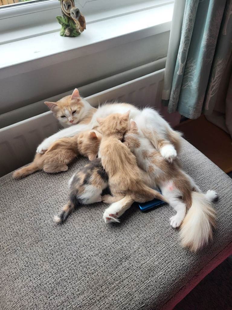 Kittens 