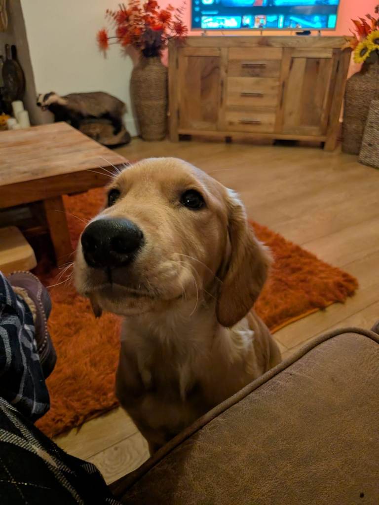 5 month old Golden Retriever 