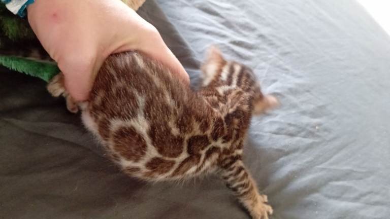 Import bloodlines Tica Reg bengals 