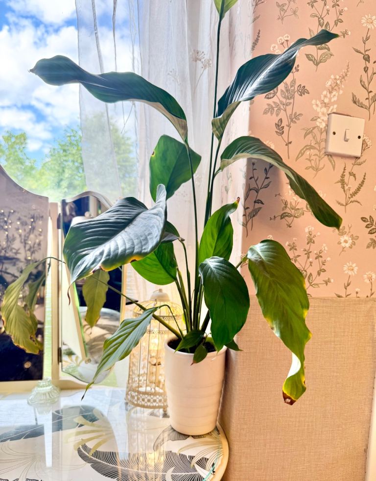 Large white flowering peace lily plant in white tall modern pot, very healthy & easy to look after 
