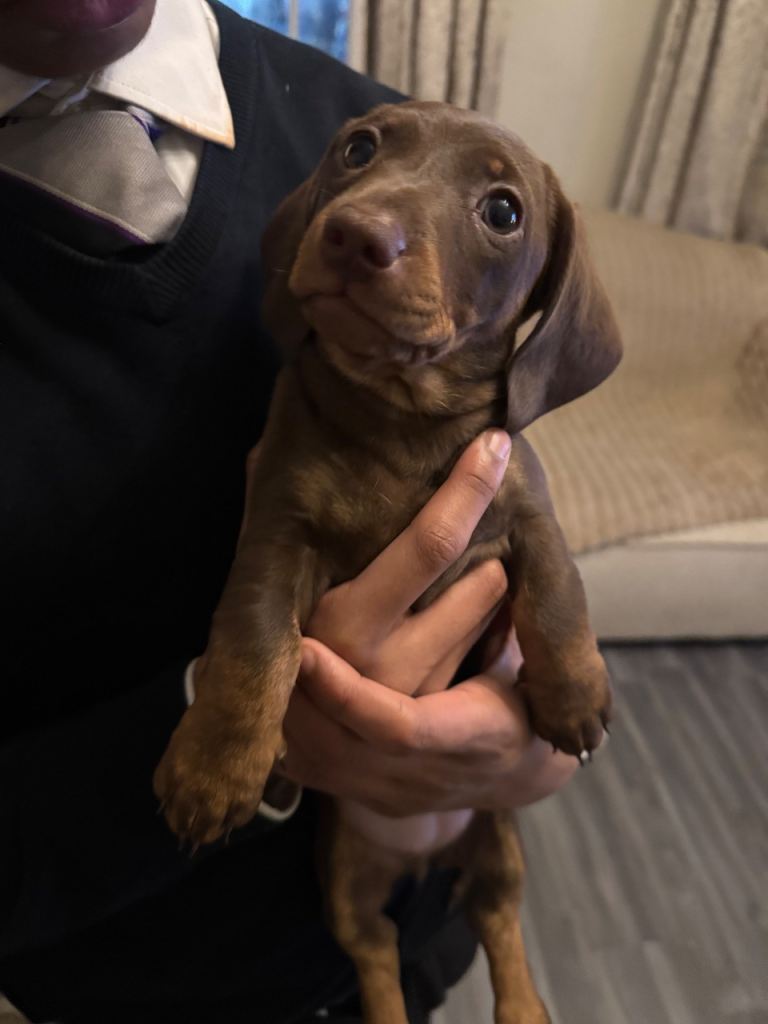 Miniature Dachshund Puppies