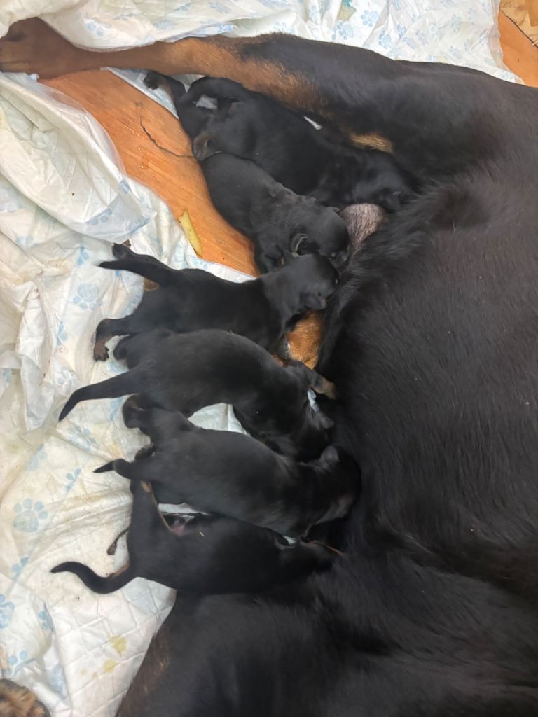 Chunky Rottweiler pups 