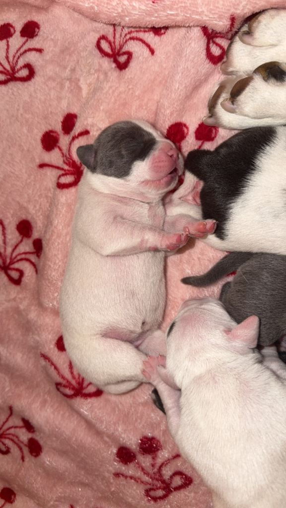 Staffordshire bull terrier puppy’s 