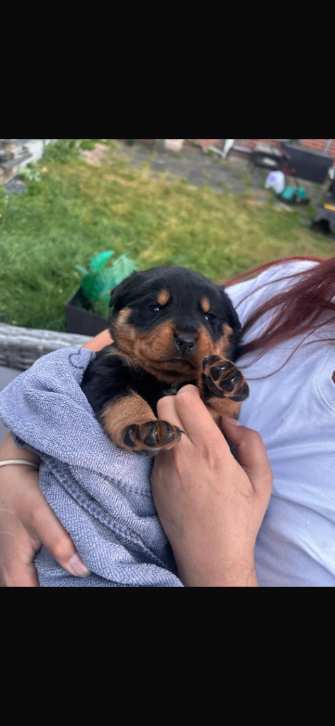 Rottweiler Puppy - Pure breed males and females for sale