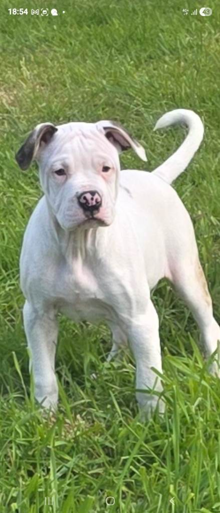 3 x American (Johnson) Bulldog 14 wk old puppies for sale £7500