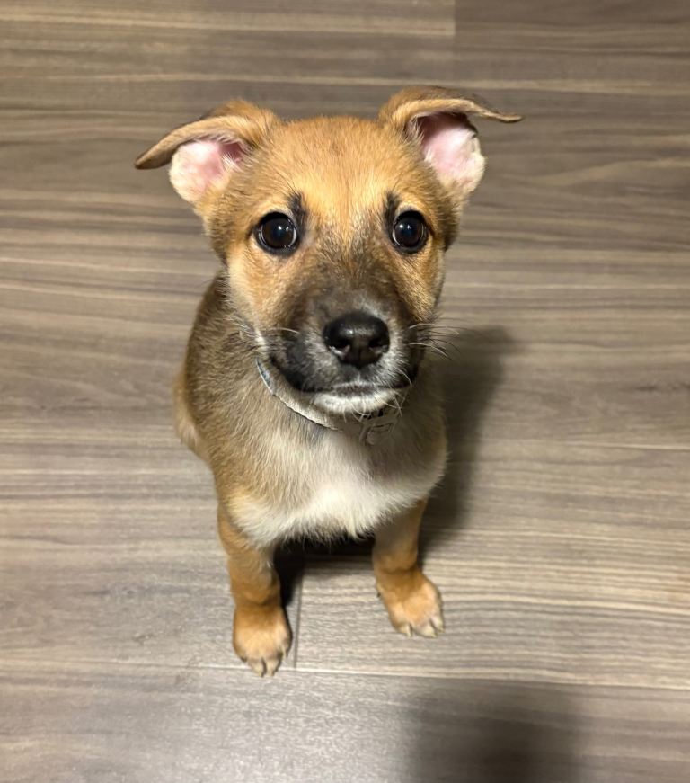 German Shepherd X Staffy Puppy for sale