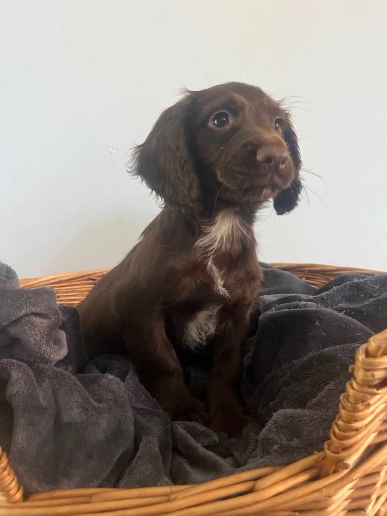2 Adorable Sprocker Puppies 
