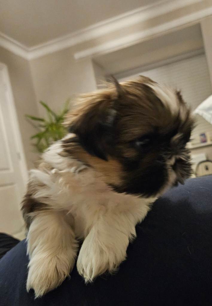 Shih tzu puppies 