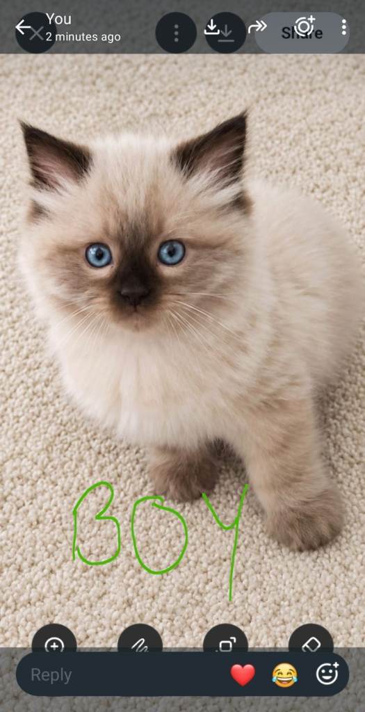 3 ADORABLE FULL RAGDOLL KITTENS
